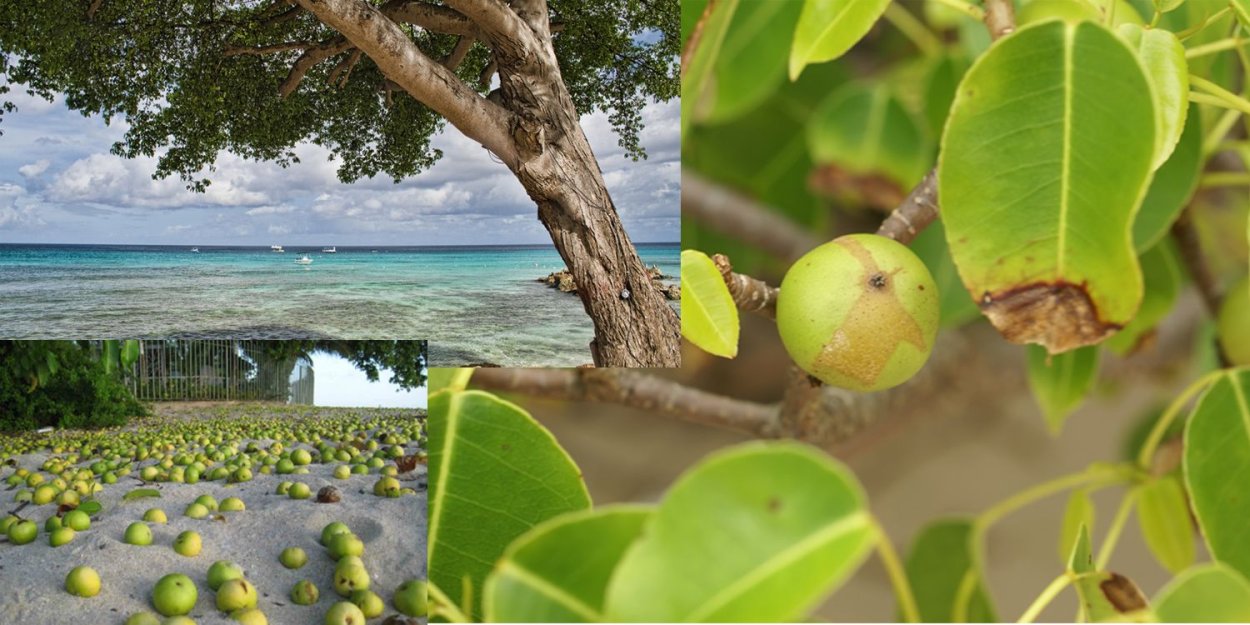 The Manchineel Tree во Флориде