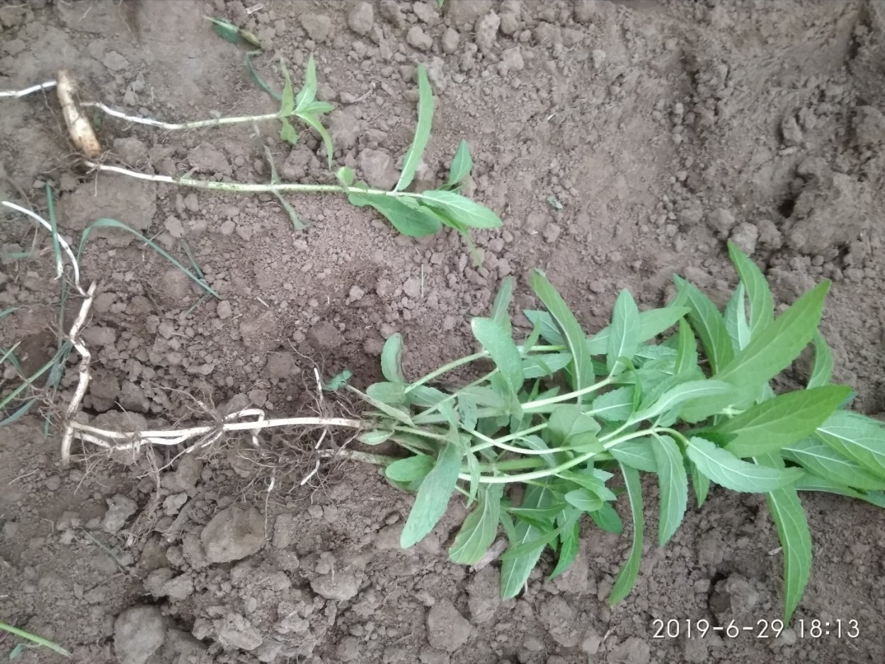 Sisymbrium altissimum