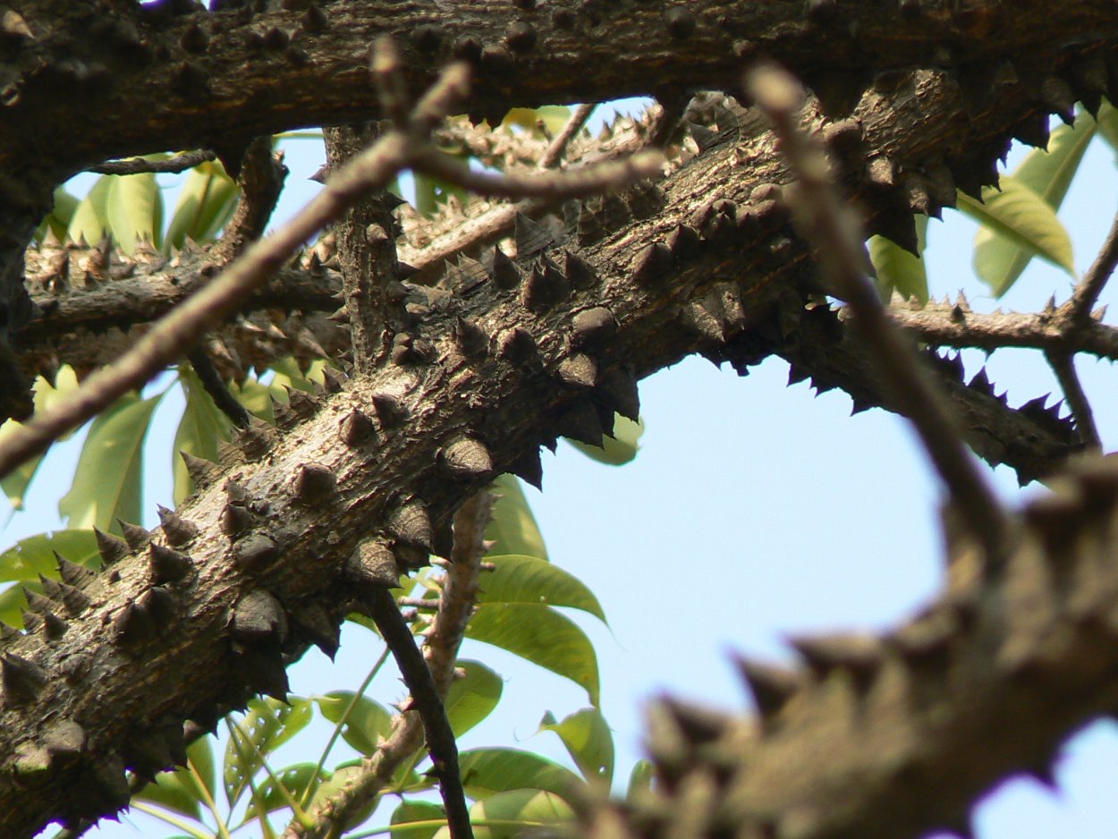 В Крыму ядовитые деревья с плодами