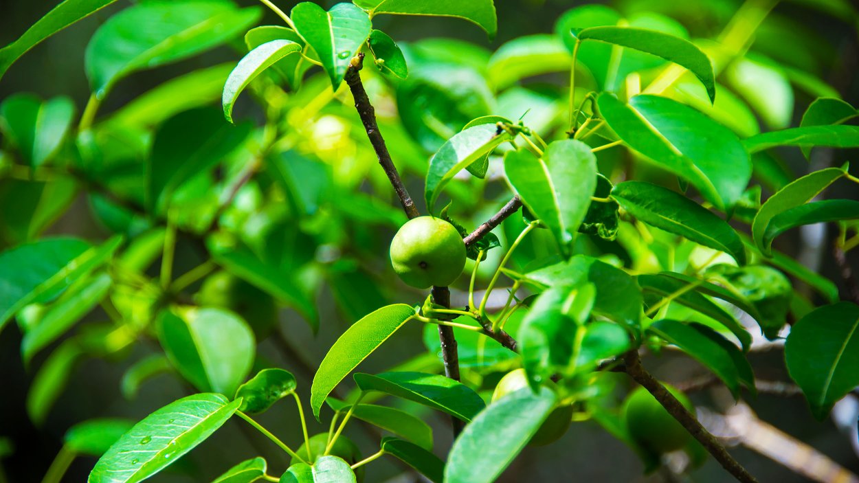 Дерево смерти манцинелла