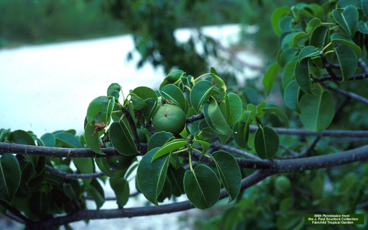 Дерево смерти марцинелла