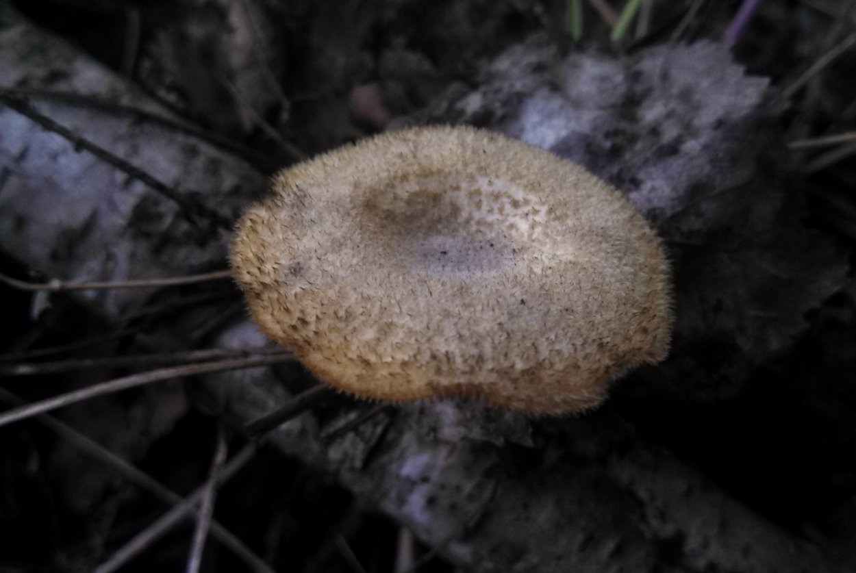 Гриб ежовик Дьявольский