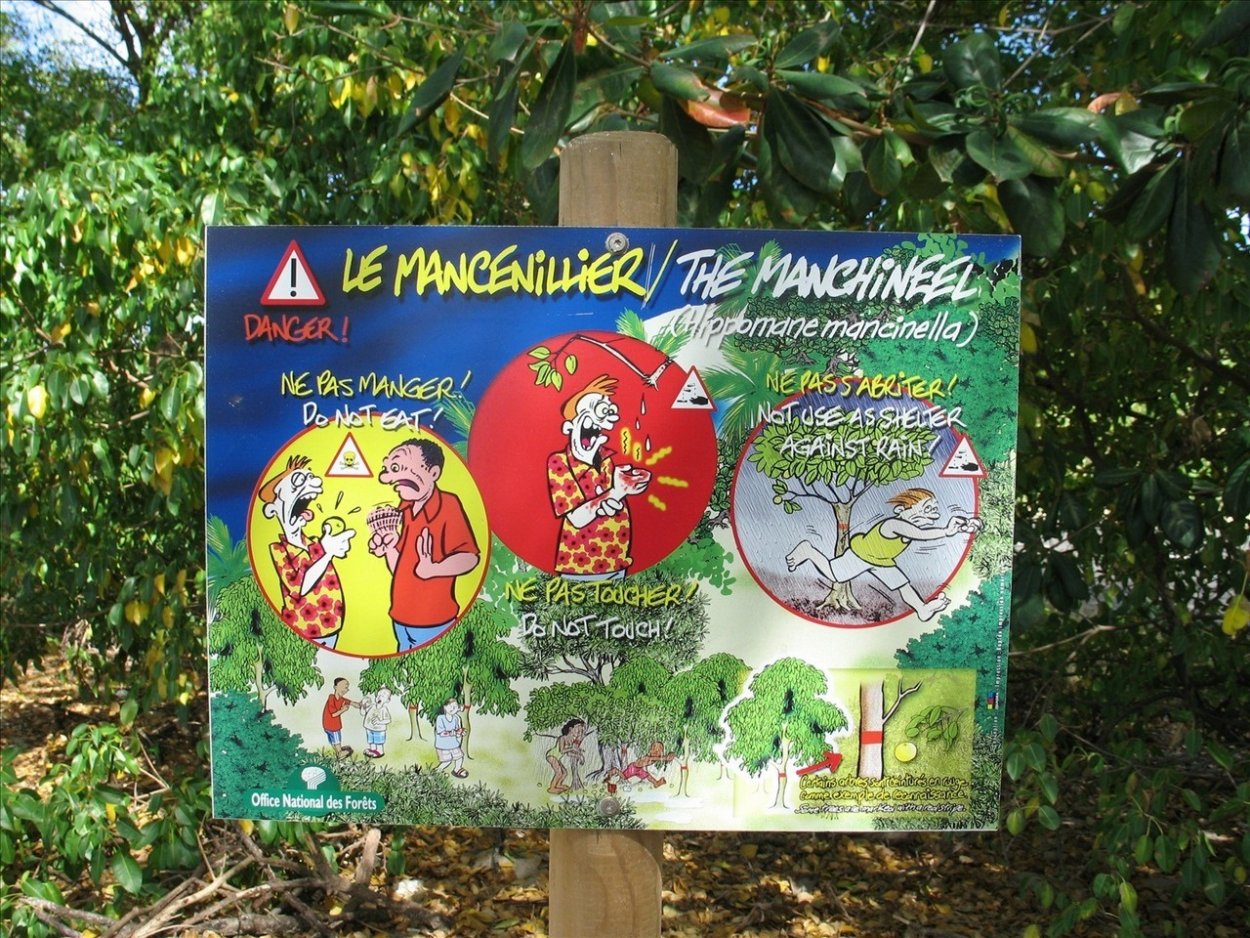 Сандаловое дерево удовое дерево