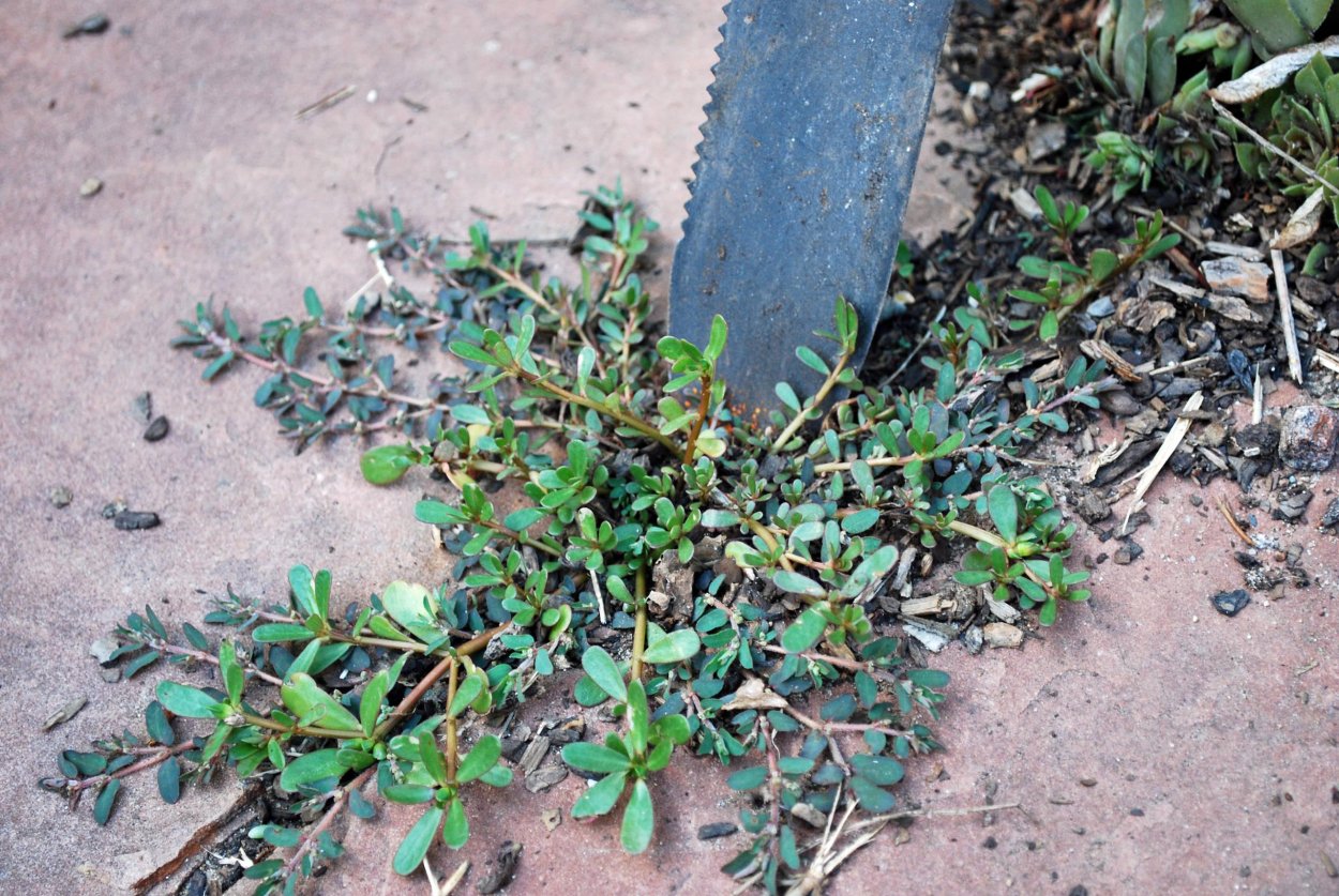 Мокрица трава съедобная