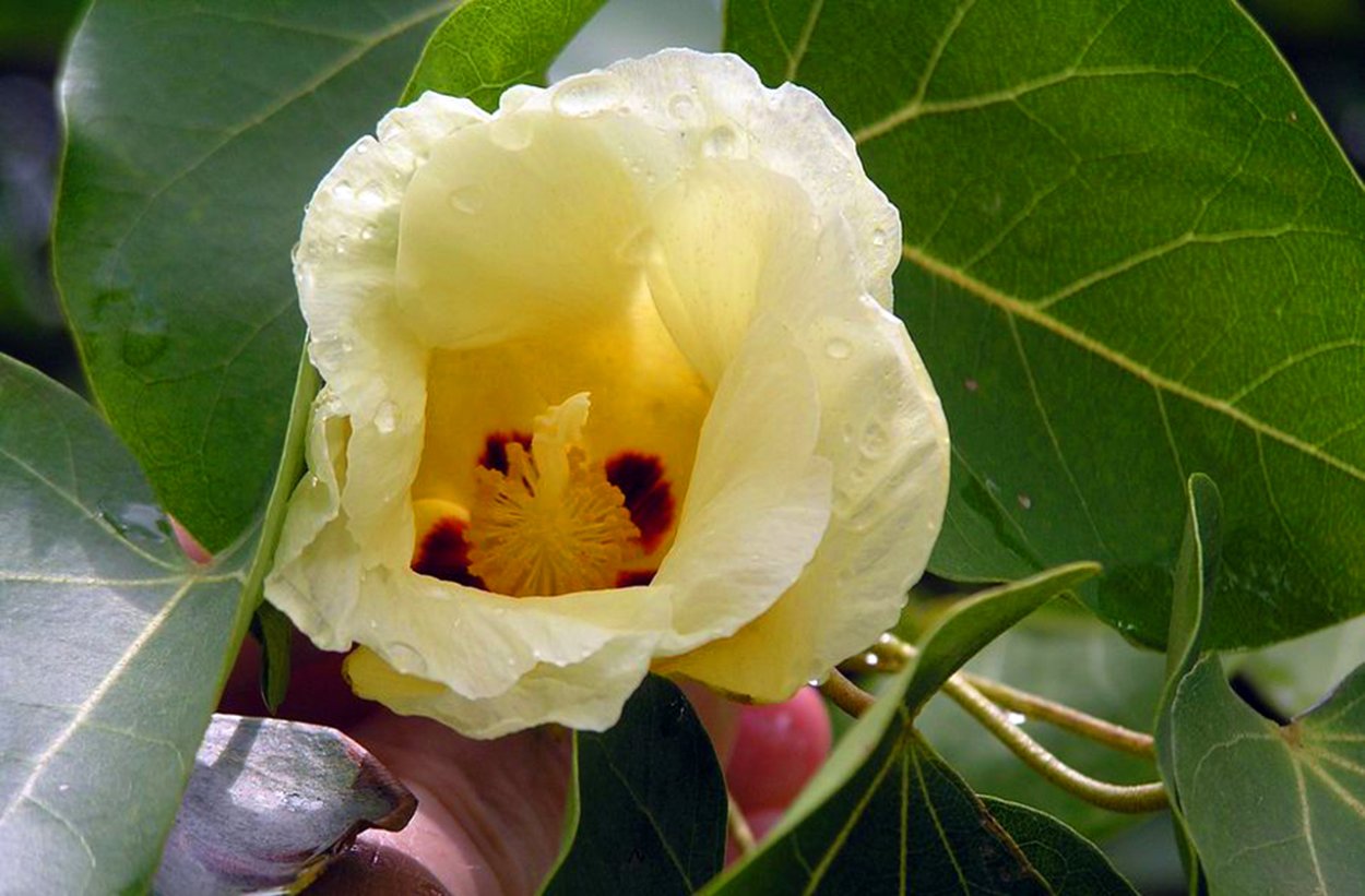 Манцинелловое дерево