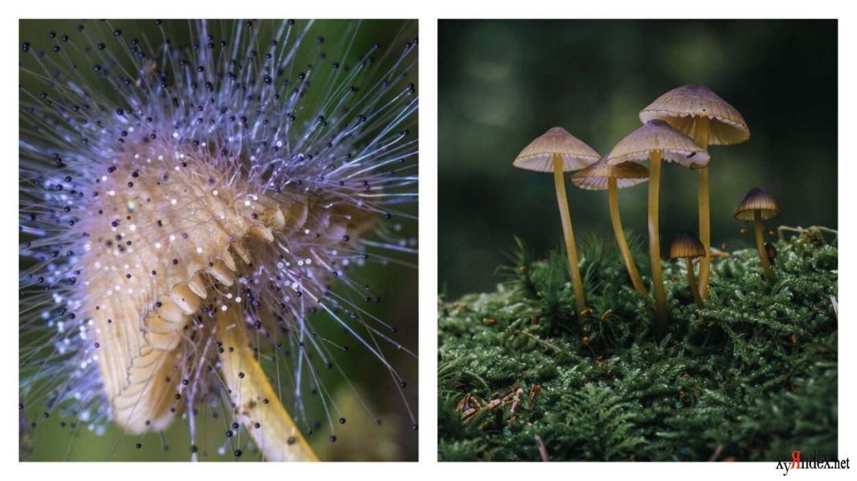 Грибы цивилизация