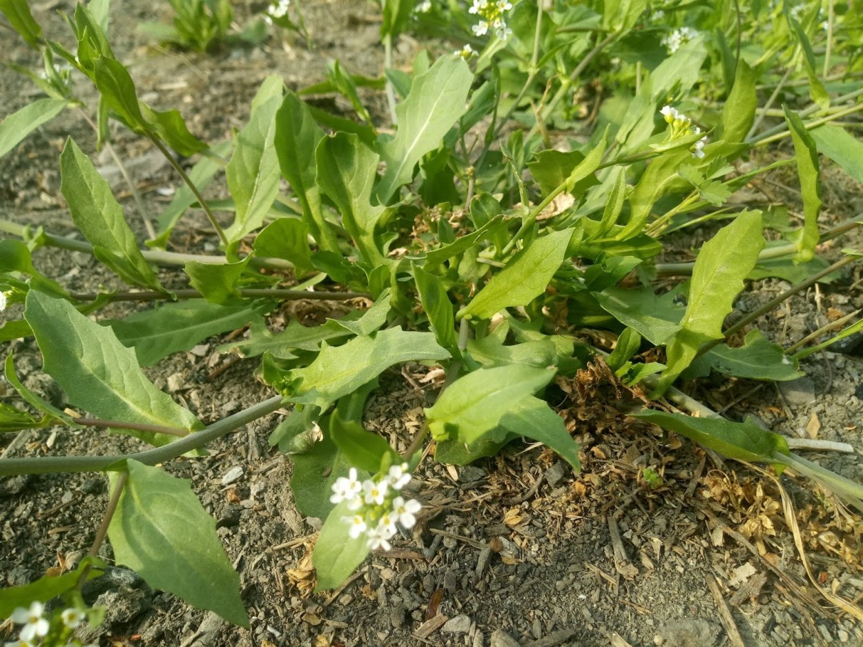 Мокрица трава