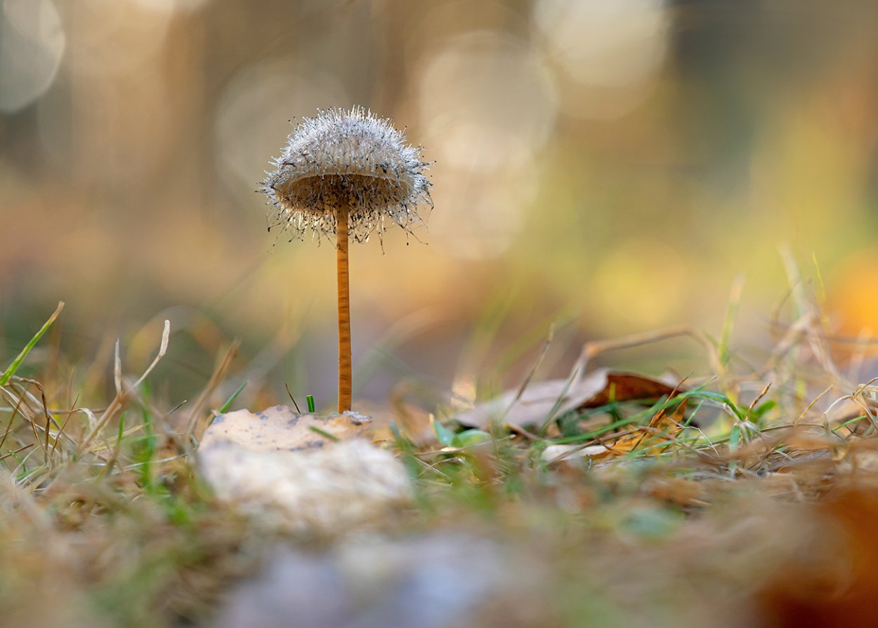 Пушистый гриб