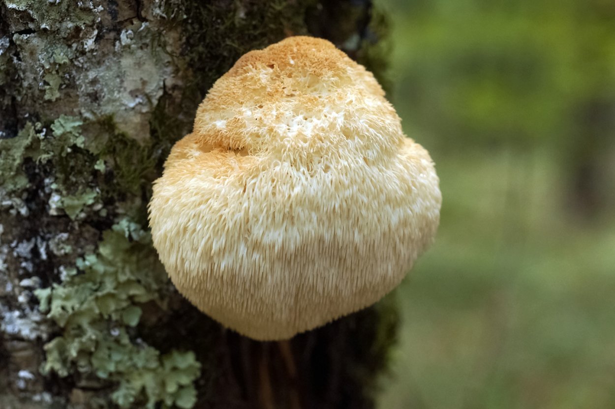 Мохнатый гриб