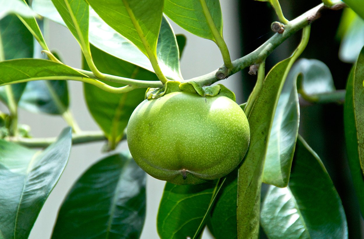 Манцинелла дерево