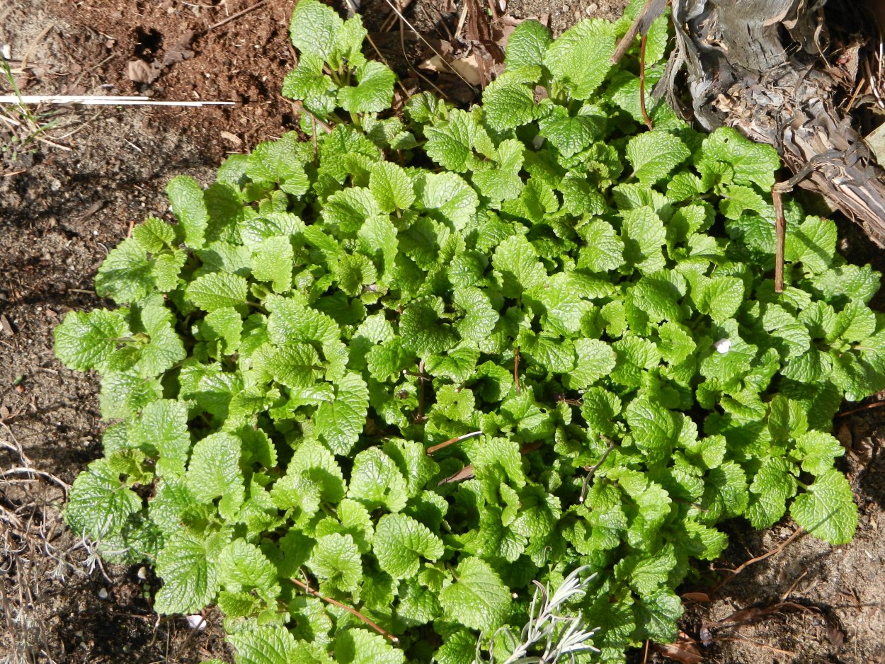 Картофельник сорняк