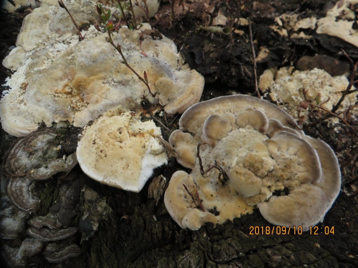 Trametes pubescens