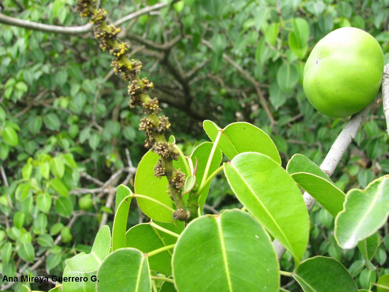 Манзанилла дерево