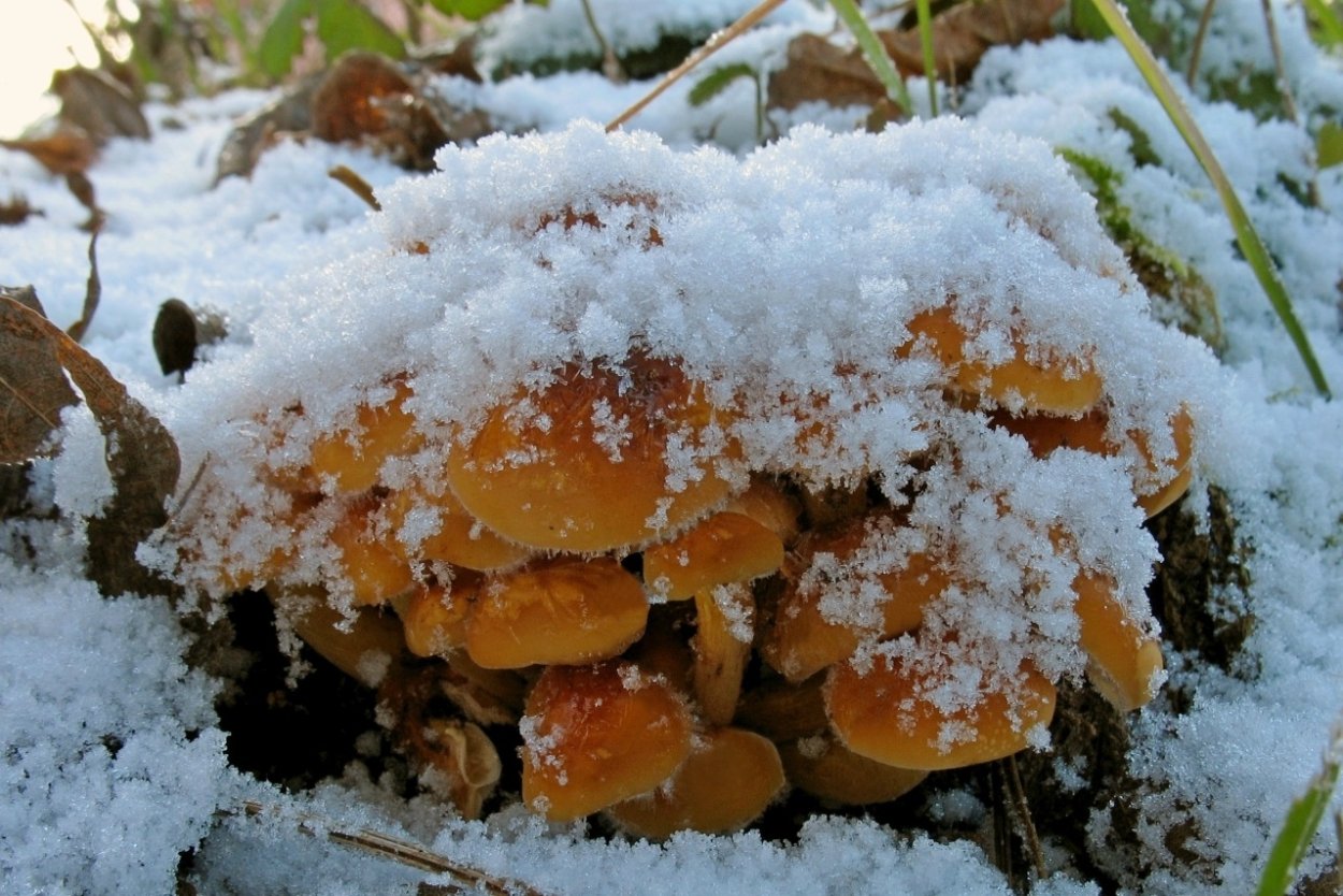 Опёнок зимний