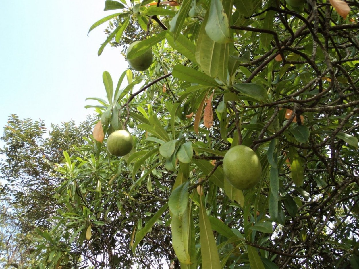 Дерево джипег