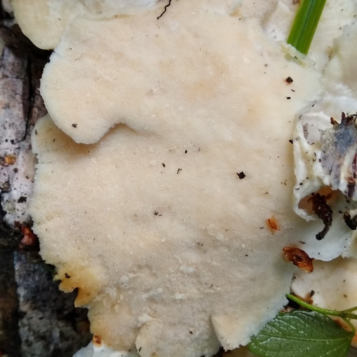 Траметес пушистый гриб