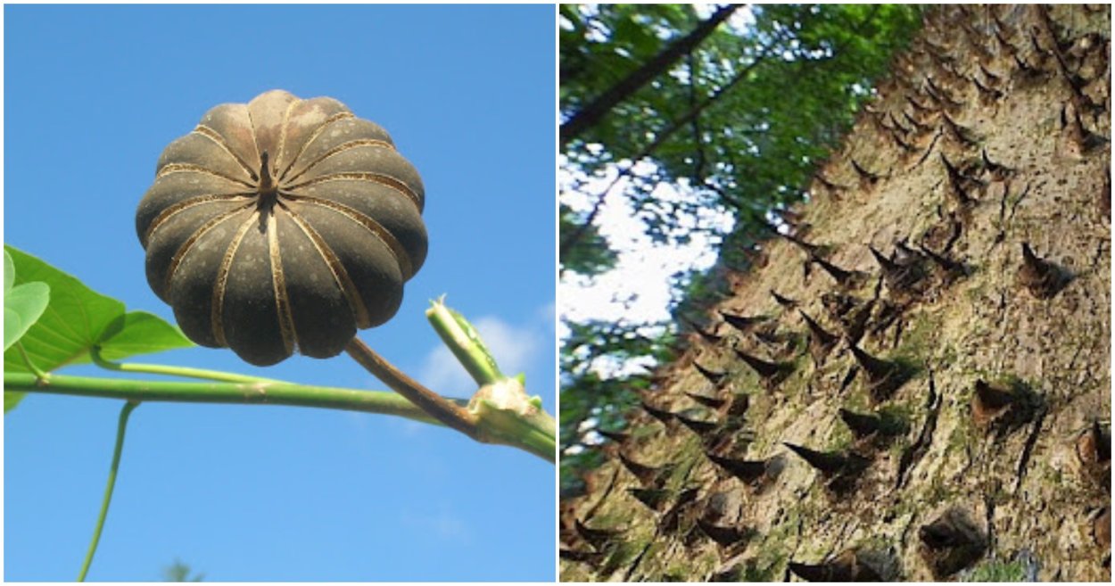 Крымский бонсай Демерджи