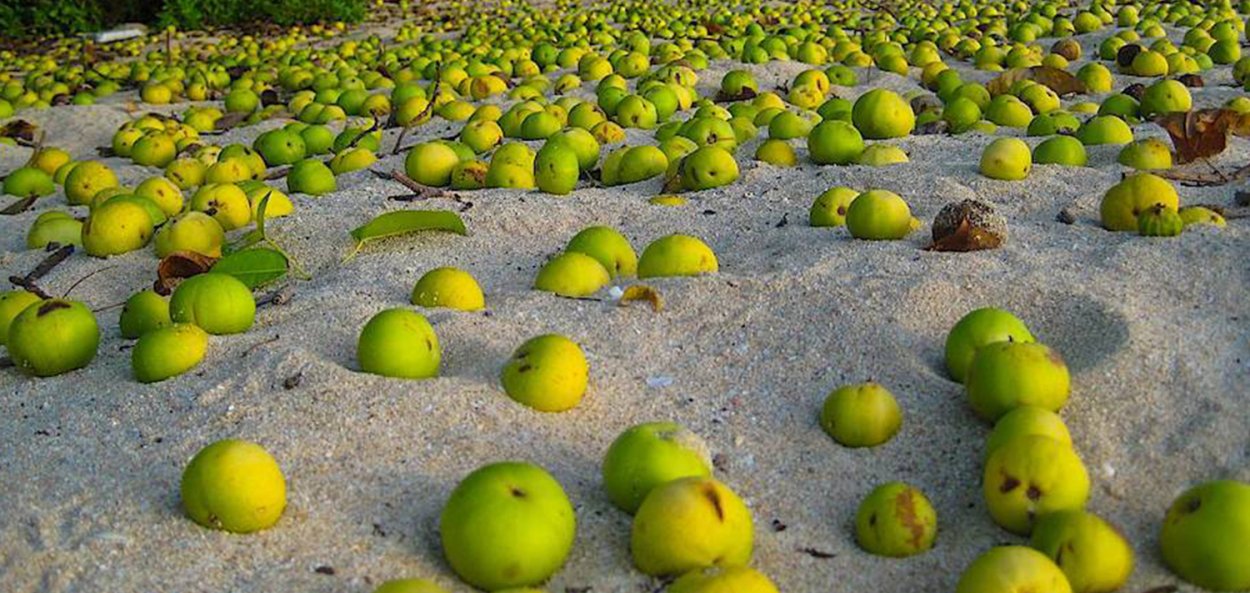 Манцинелловое дерево (манцинелла)