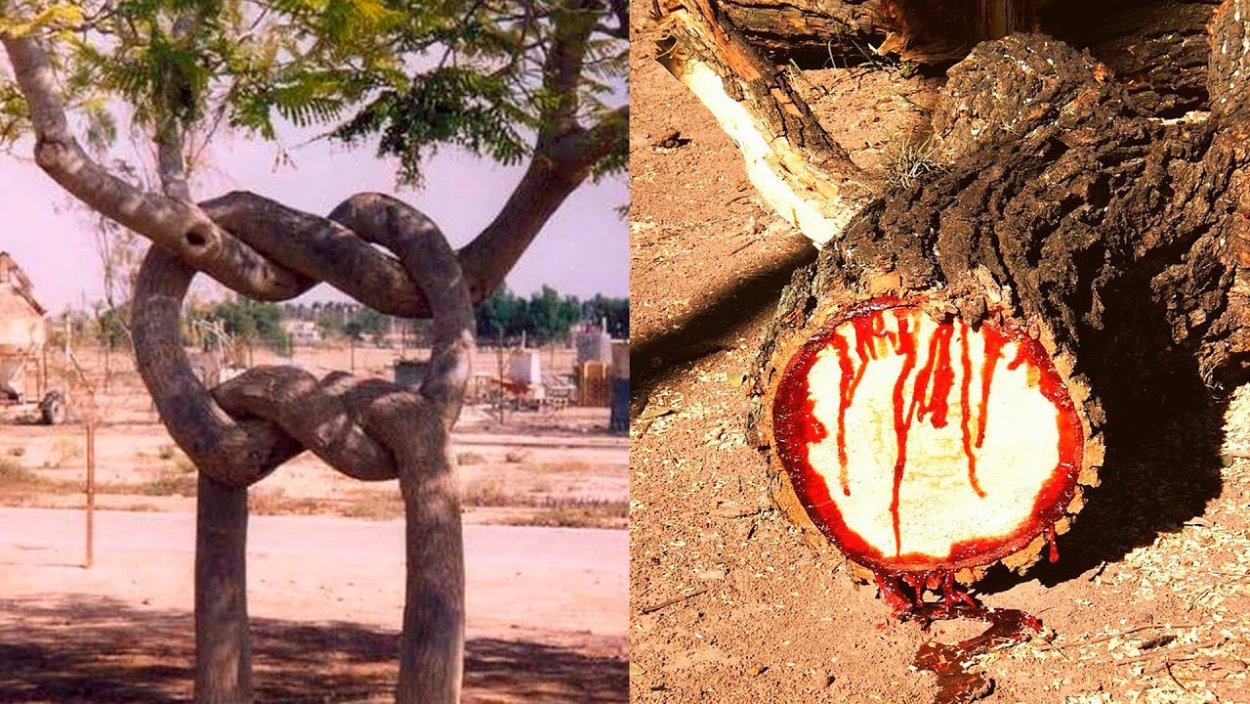 Ядовитое дерево