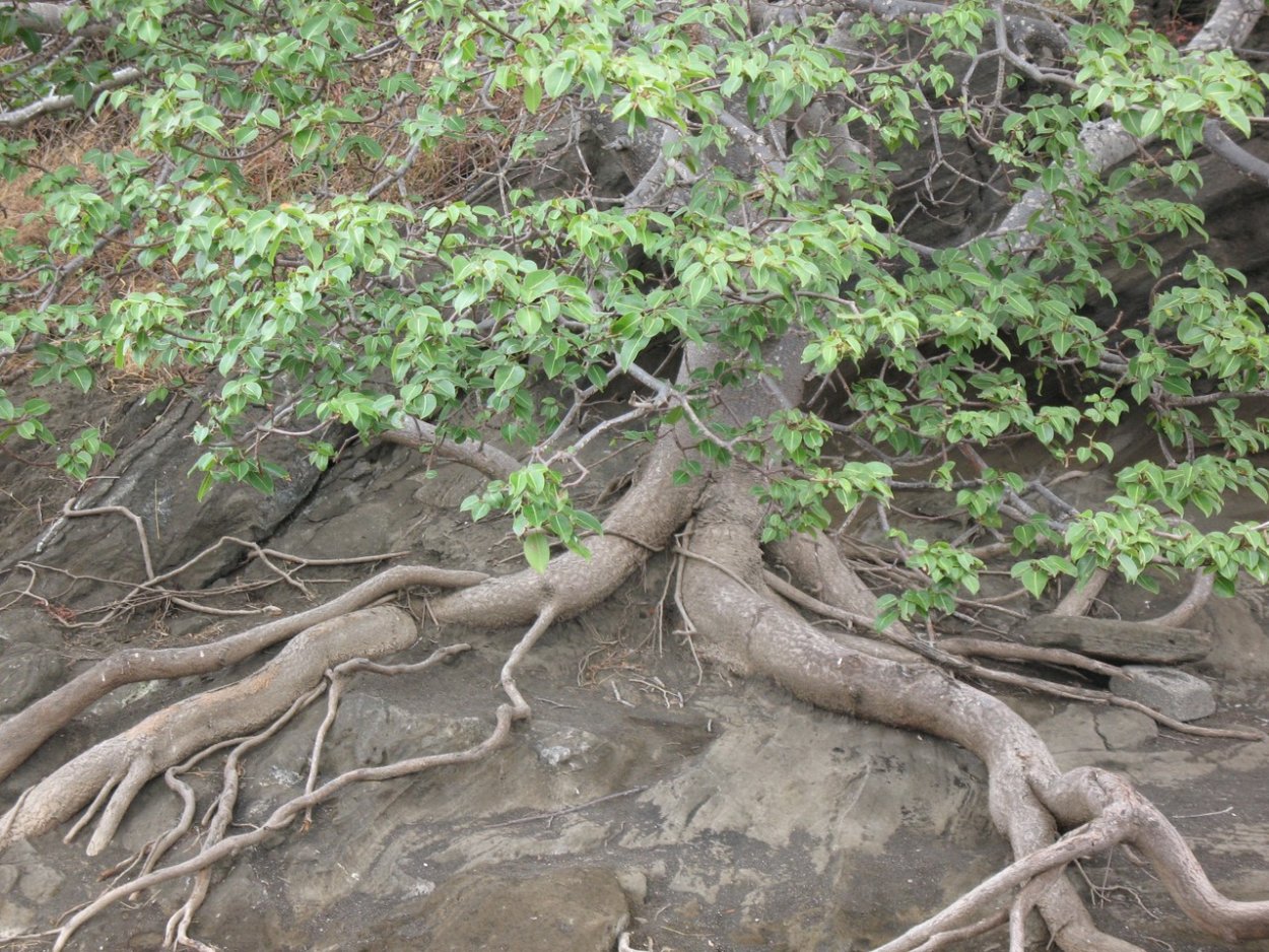 Дерево смерти манцинелла