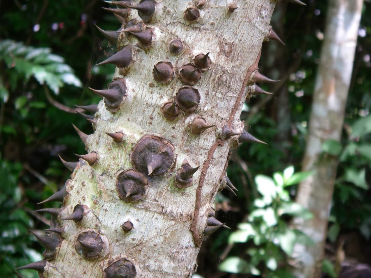 Ядовитое дерево на Карибах