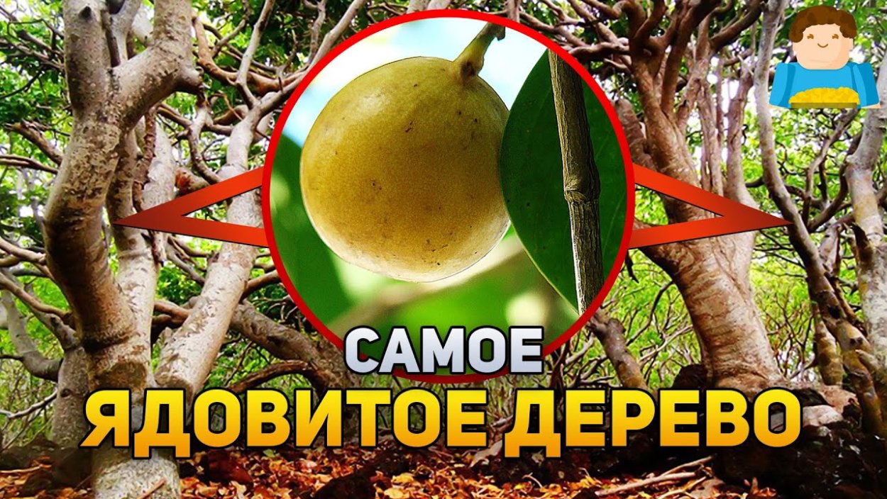 Ядовитое дерево