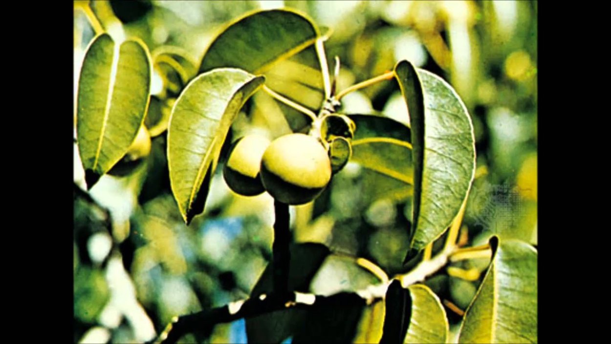 Баррингтония азиатская Морское ядовитое дерево