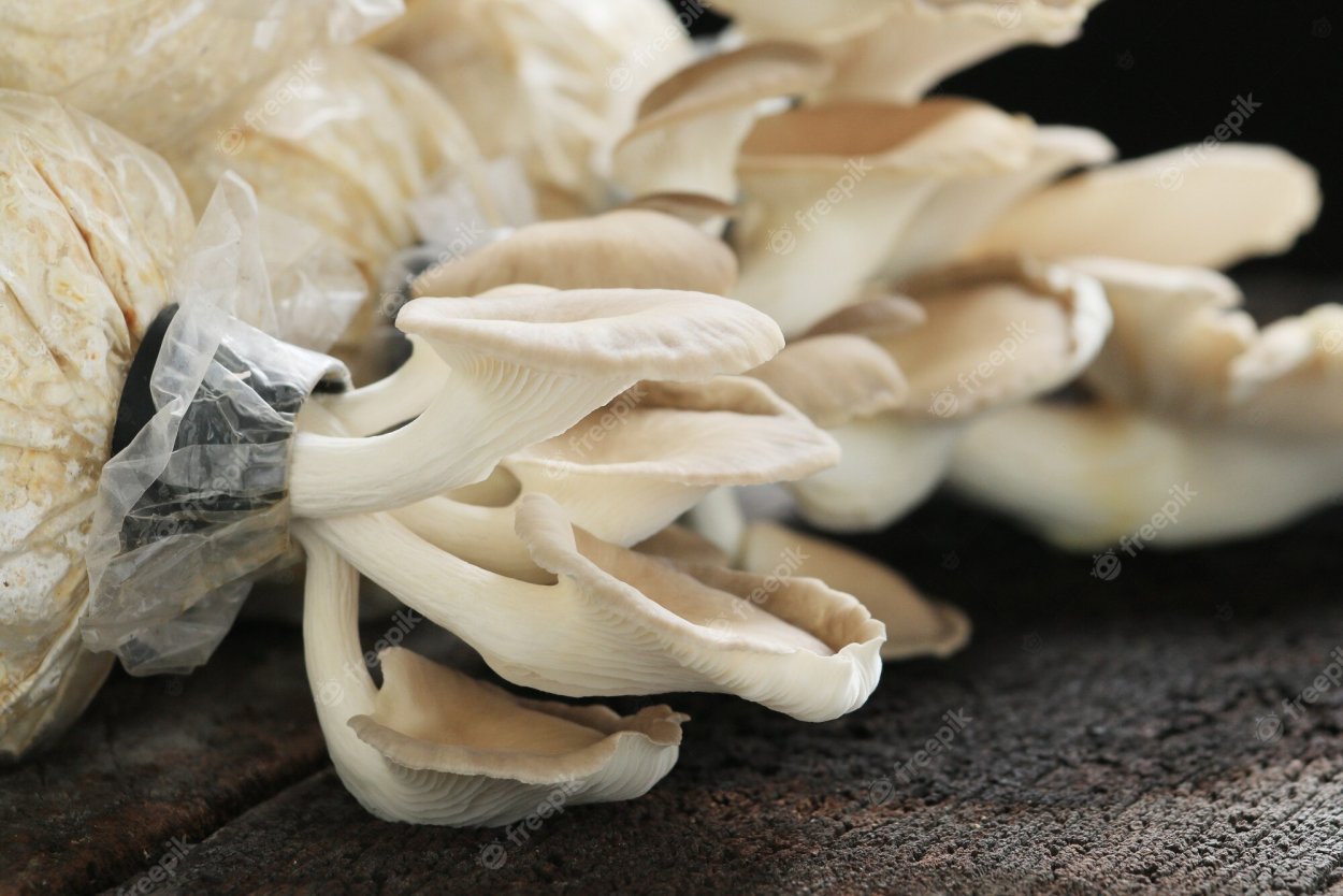 Энокитаке грибы