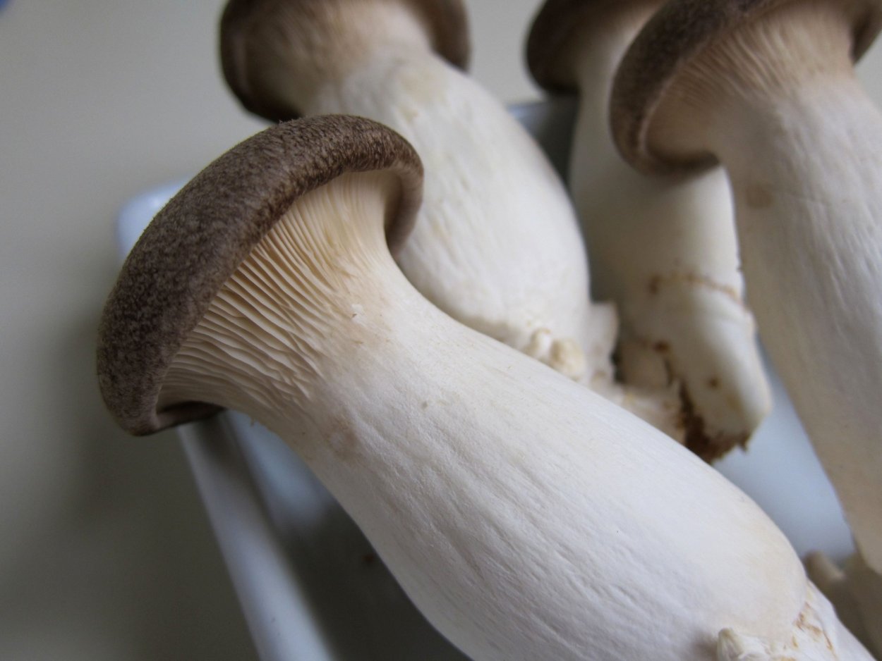 Tremella fuciformis грибы