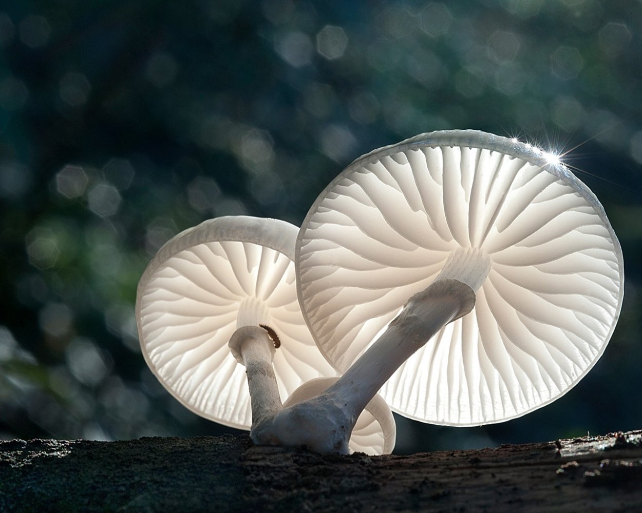 Японские белые грибы