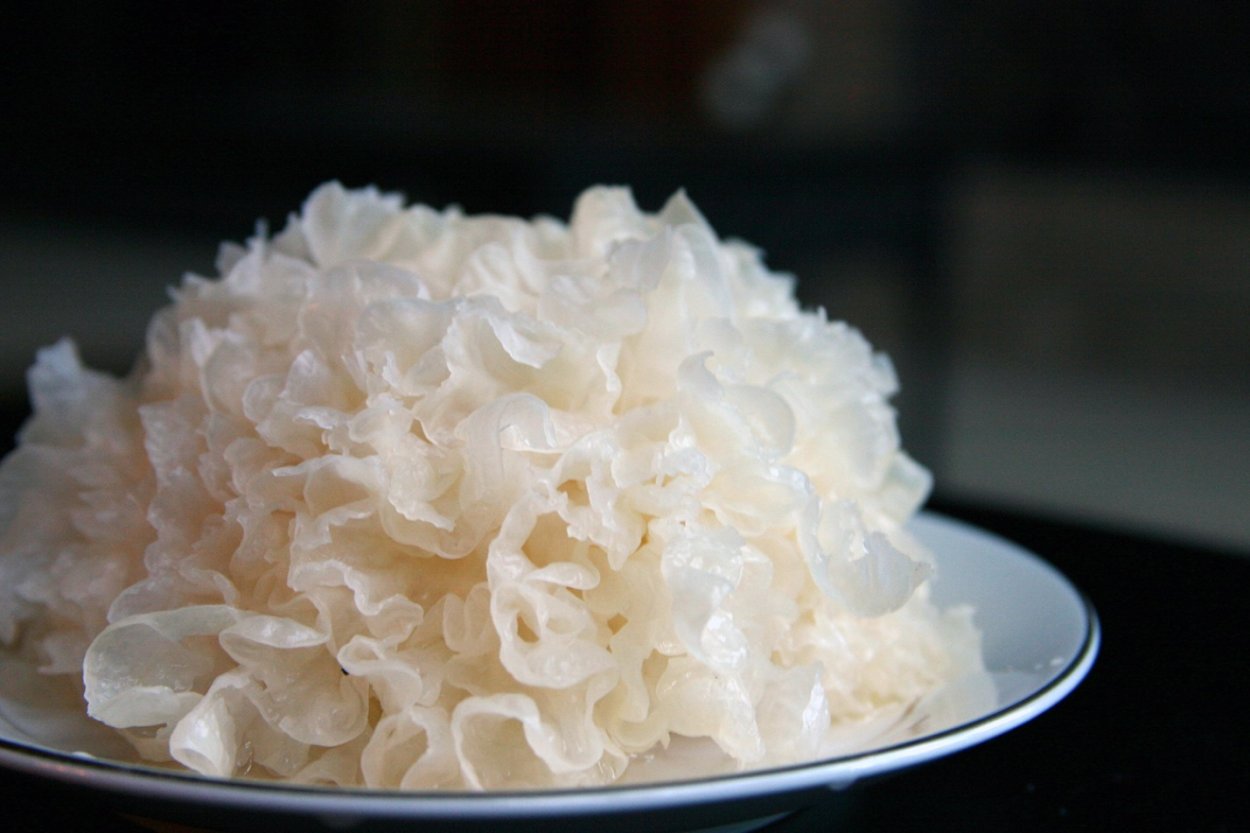 Древесный гриб белого цвета