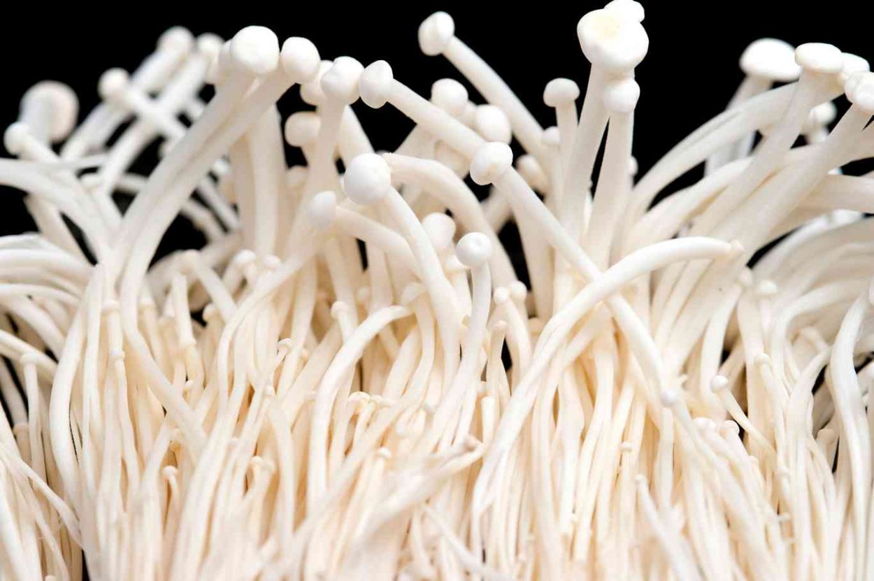 Эноки мицелий