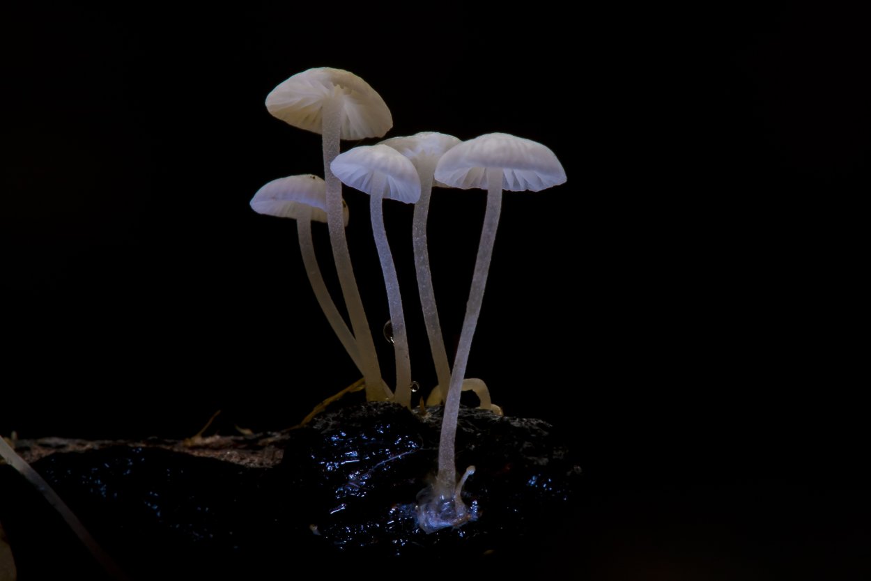 Симэдзи грибы