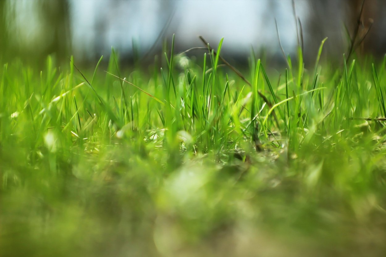 Полевые цветы в пастельных тонах
