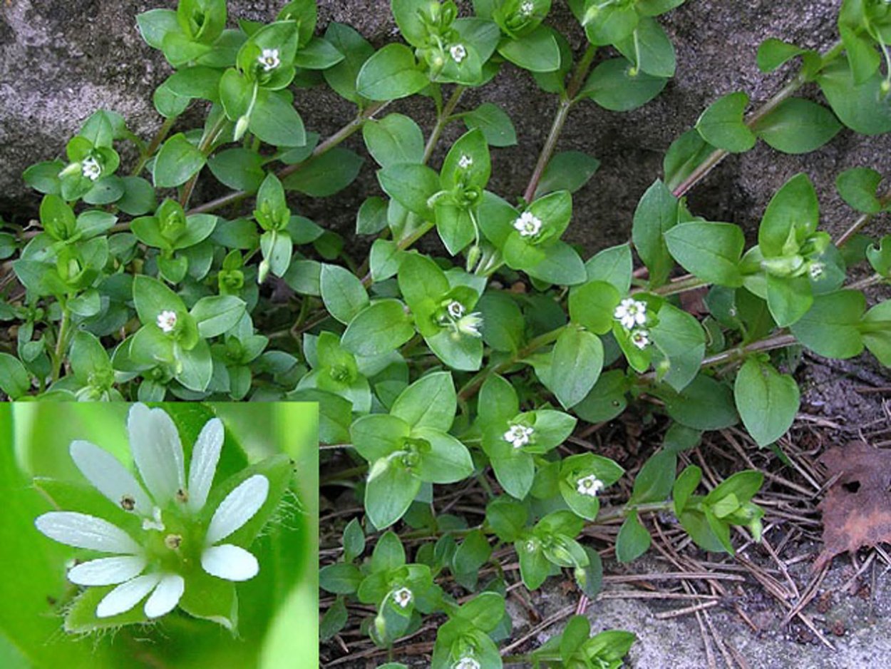 Трава звездчатка мокрица