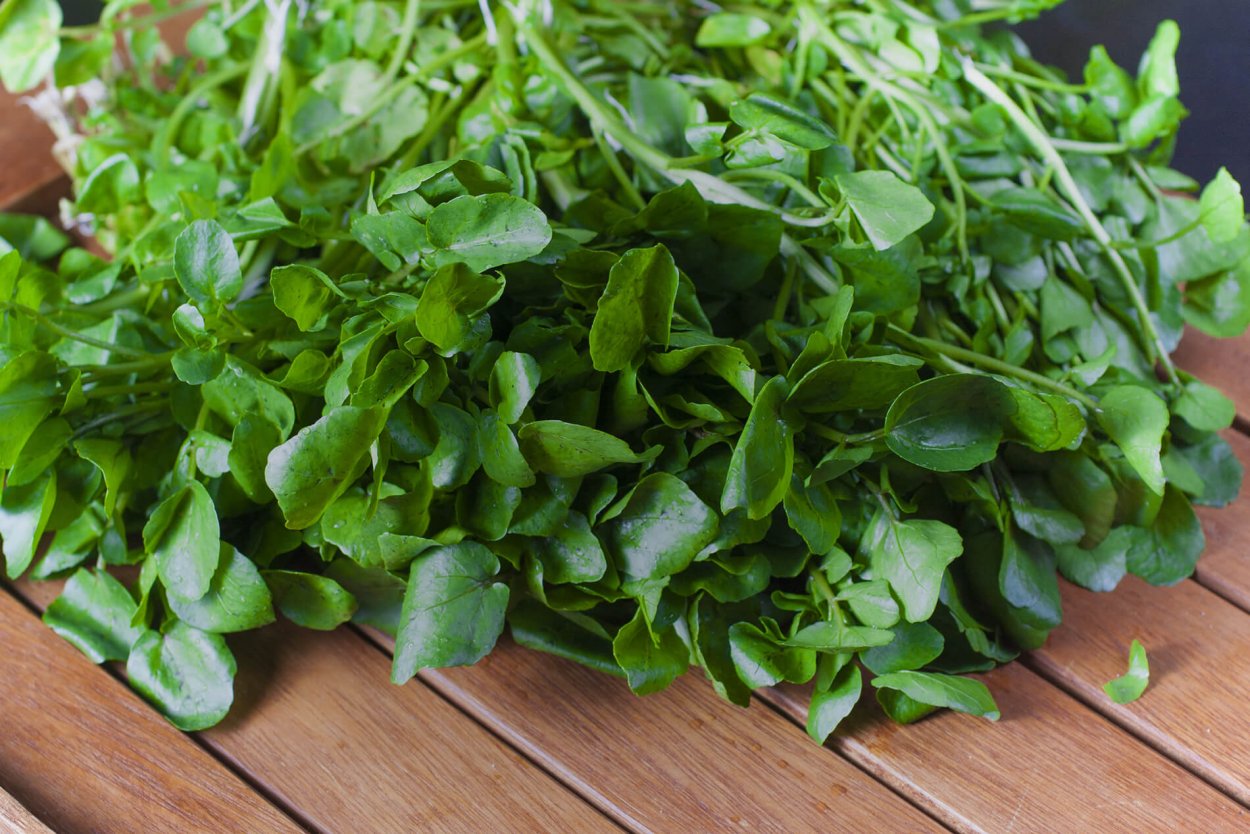 Съедобная трава весной