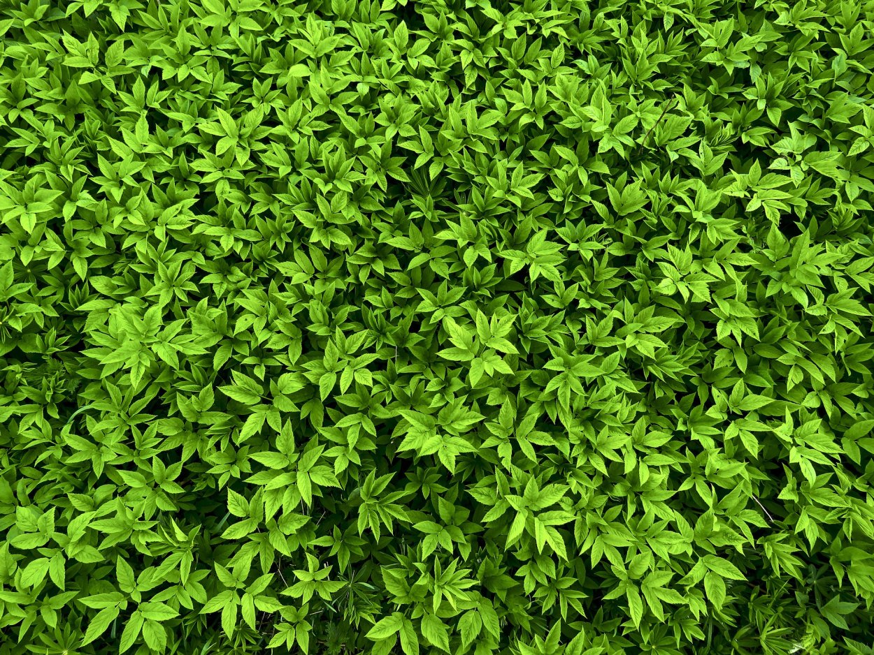 Дикие почвопокровные травы почвопокровные