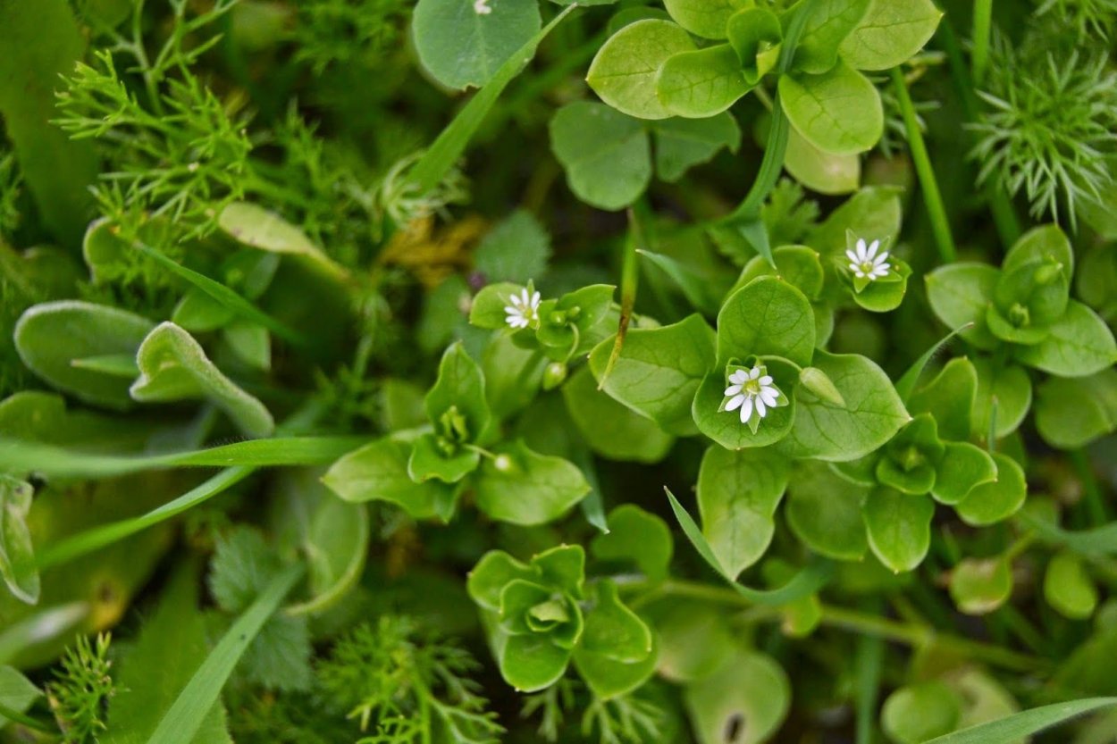 Сиберика трава съедобная