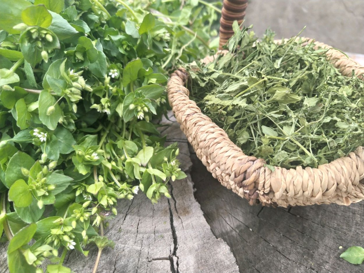 Портулак огородный лечебные