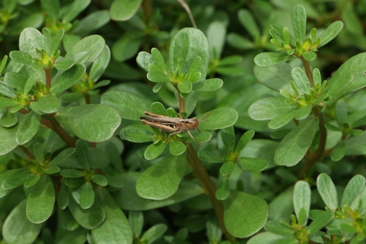 Клевер почвопокровный