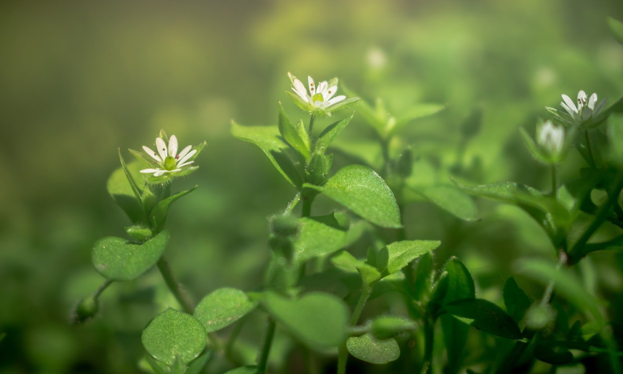 Мокрица трава