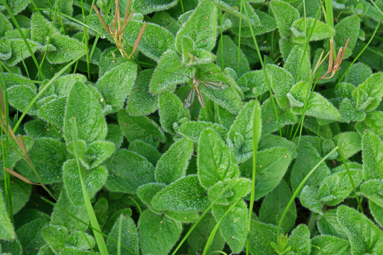 Клевер ползучий Ривендел