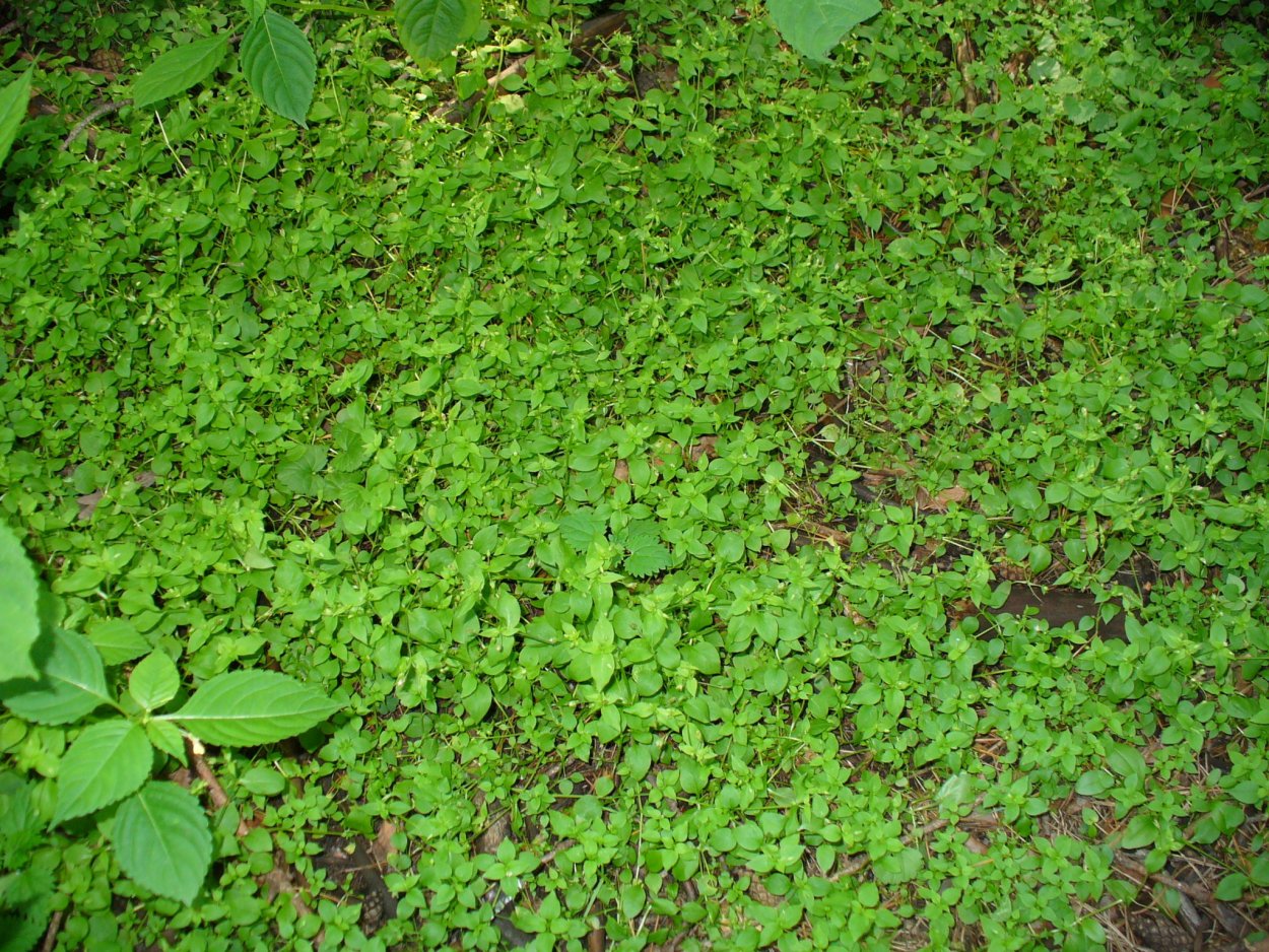 Мокрица звездчатка