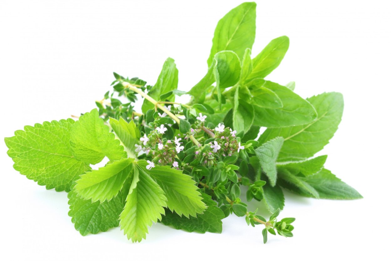 Бурьян крапивы