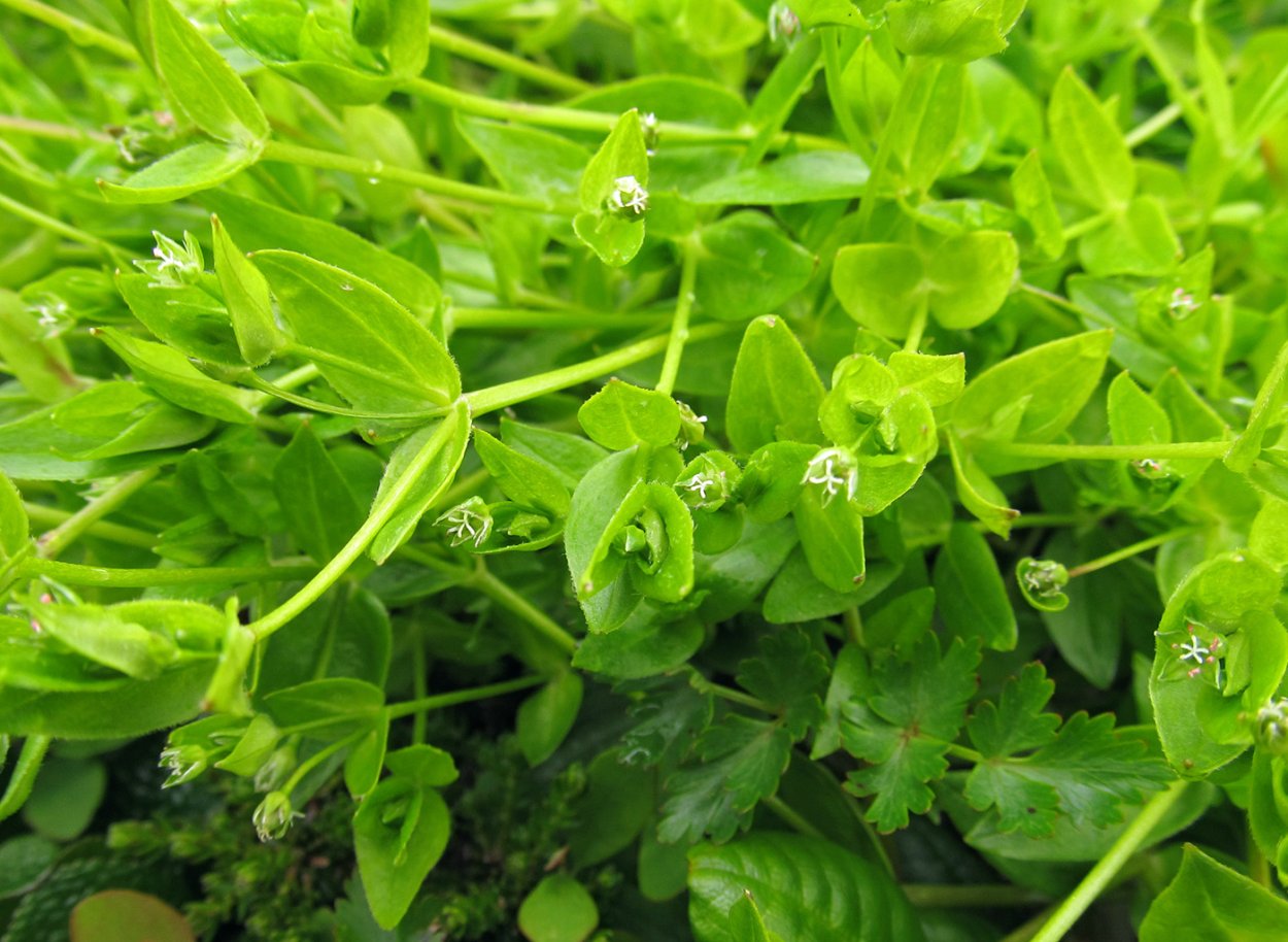 Мокрица трава