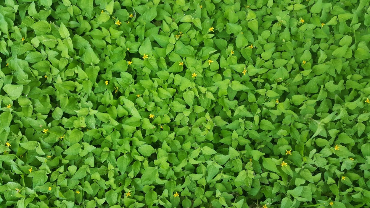 Пряная трава майоран