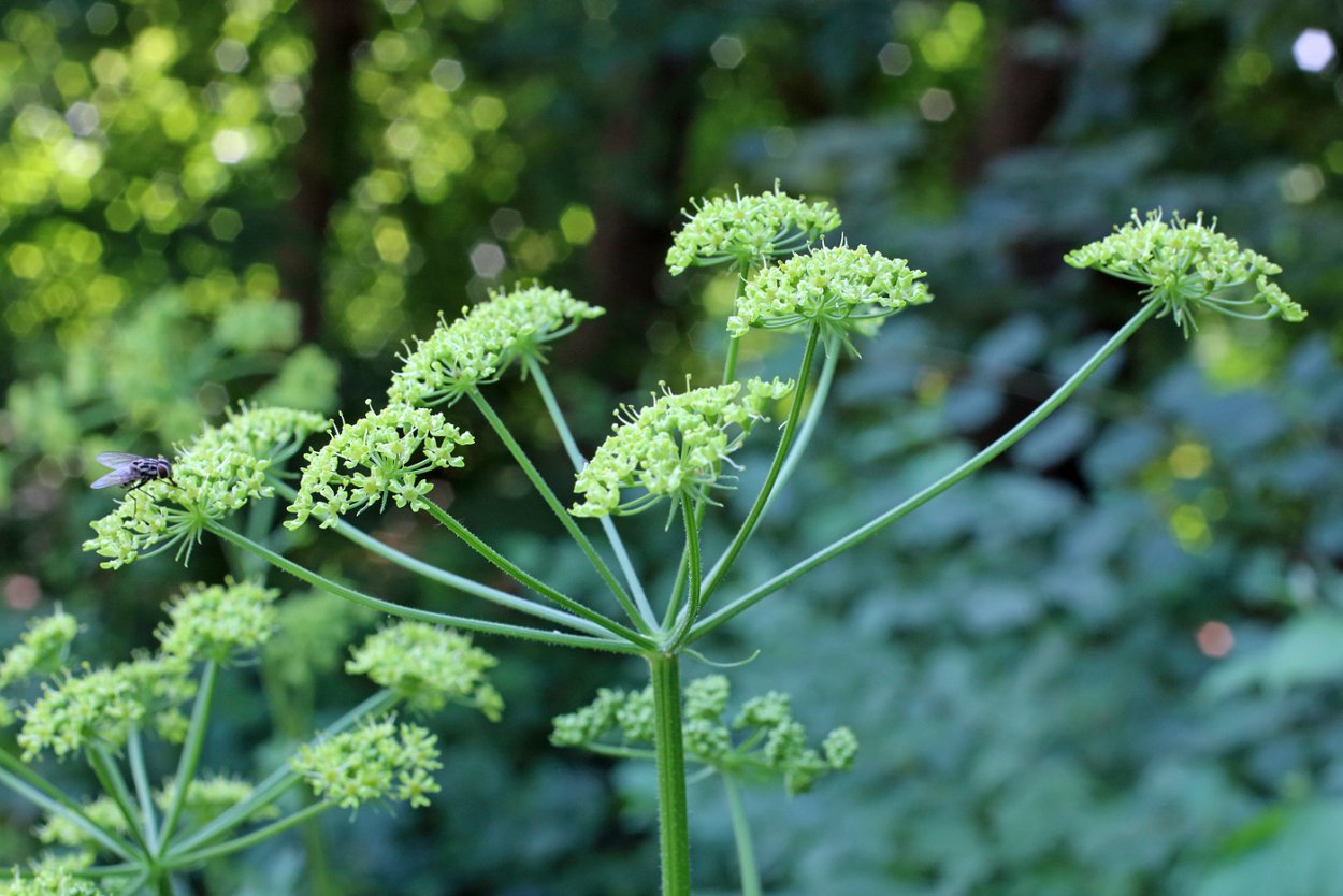 Heracleum sibiricum l. борщевик Сибирский