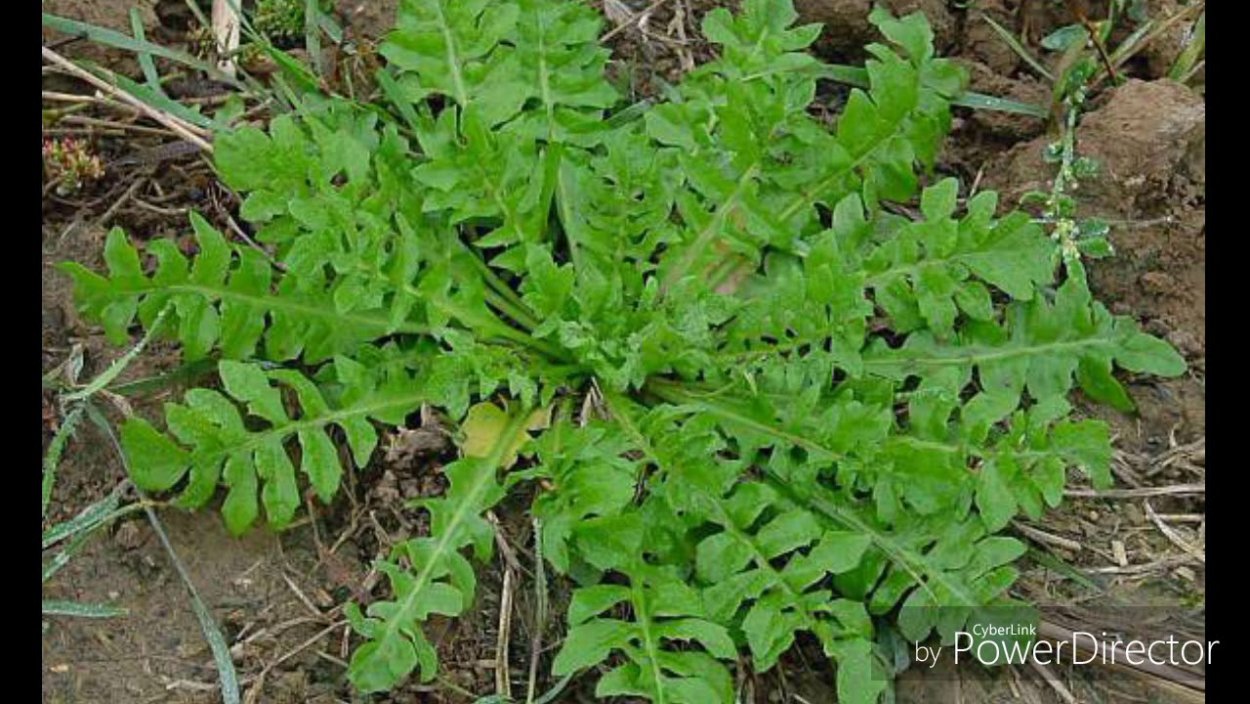 Руккола сорняк