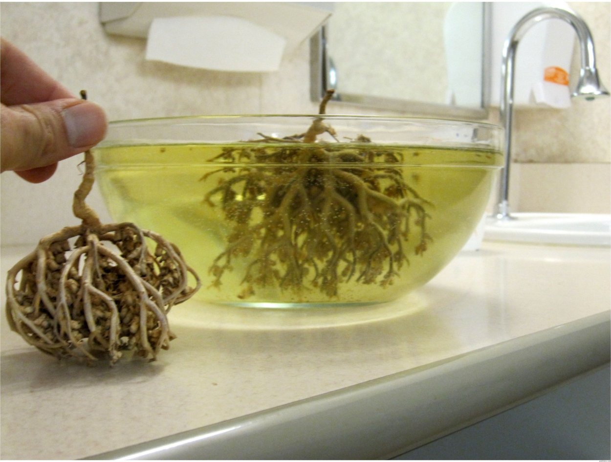 Рука Марии растение