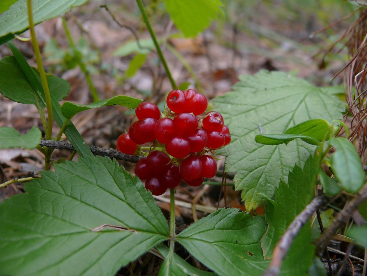 Забайкальская костяника